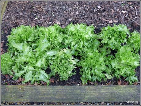 Over-Wintered Endives Over-Wintered Endives