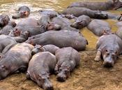 Young Drug Officer Shot Killed Punjab Mafia