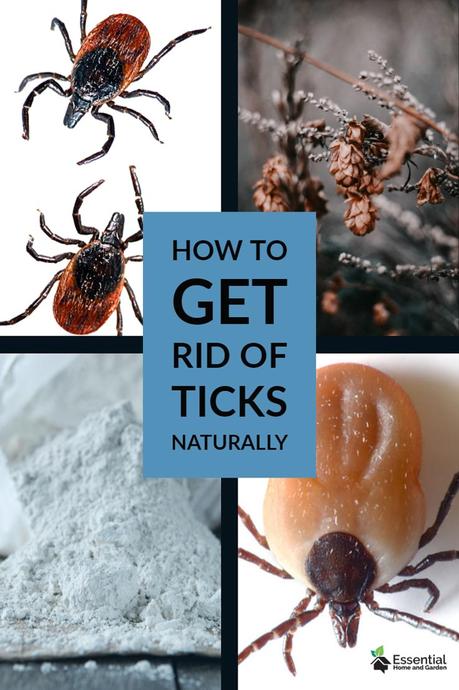 Kill Ticks Naturally With Diatomaceous Earth