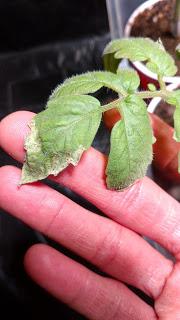 Leaf Scorch on Tomato Plants