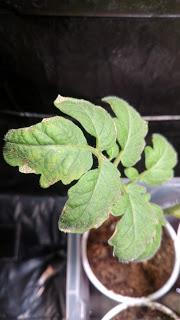 Leaf Scorch on Tomato Plants