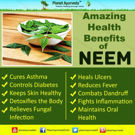 Health Benefits and Medicinal uses of Neem-Azadirachta indica