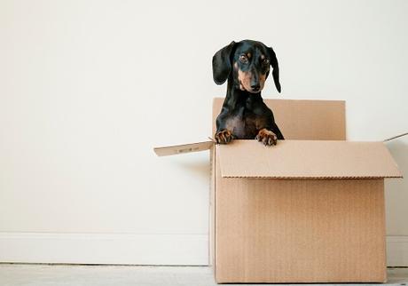 How to Keep Your Wits When You Have To Move