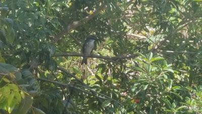 Barbados Sea Island Cotton Birds Nest