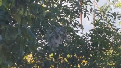 Barbados Sea Island Cotton Birds Nest