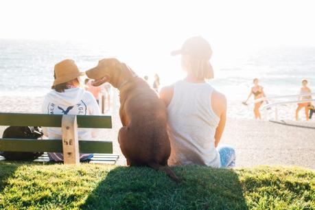 Love Your Pet?  Here Are Some Summer Pet Care Tips