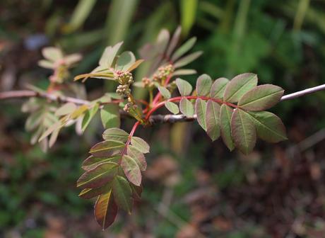 Six on Saturday 6/4/2019 – Front Garden Highlights