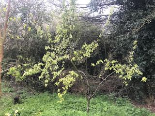 Tree Following April 2019