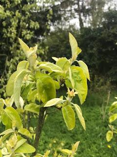 Tree Following April 2019