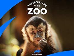 Image: Watch The Secret Life Of The Zoo | Through the use of cameras equipped with the latest technology, this program takes viewers behind the scenes of the zoo, capturing animal behavior close up, as well as the relationships the animals share with their keepers