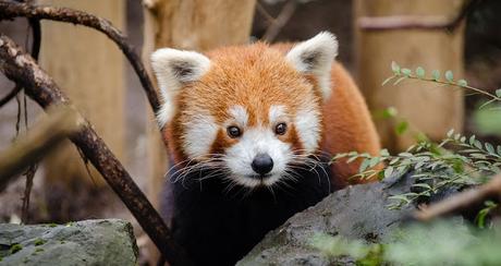 Image: Red Panda at the Zoo, by Pexels on Pixabay