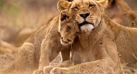 Catch sight of lion cubs on an African safari