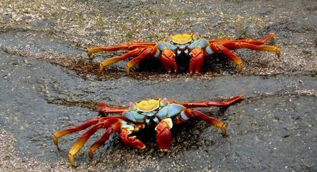 Catch sight of Sally Lightfoot crabs on your Galapagos trip.