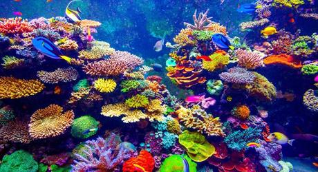 Visit the S.E.A Aquarium in Sentosa Island