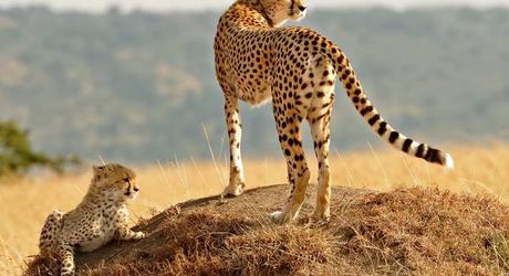 Get sight of the cheetah