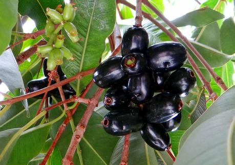 Jamun Fruit Ice Cream