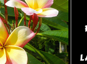Tropical Plants Perfect Your Florida Landscape