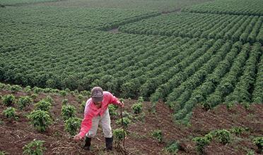 All About Organic Coffee