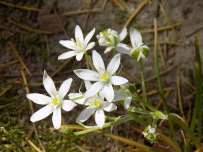 The Beauty of God, Reflected in Spring The Beauty of God, Reflected in Spring