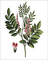 Image: Media Storehouse 10x8 Print of Liquorice or Licorice is The Root of Glycyrrhiza glabra (18433991)