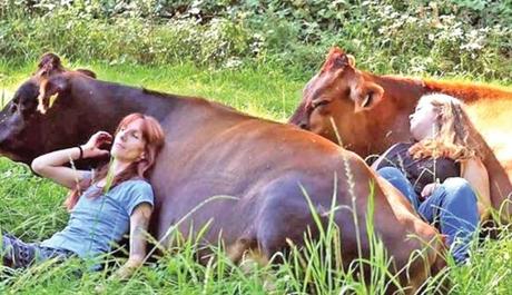 Cow Cuddling Is The New Wellness Trend Now And It Costs $300 For A 90-Minute Session