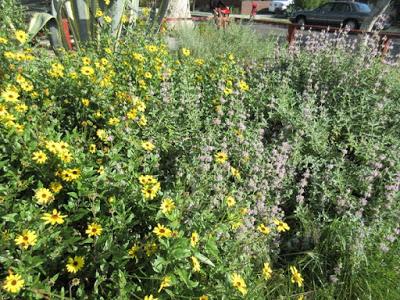 SUPERBLOOM! Flowers Everywhere, Guest Post by Gretchen Woelfle