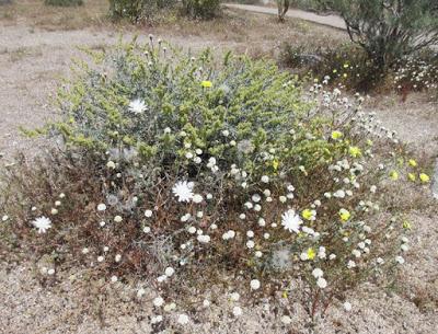 SUPERBLOOM! Flowers Everywhere, Guest Post by Gretchen Woelfle