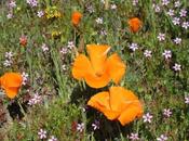 SUPERBLOOM! Flowers Everywhere, Guest Post Gretchen Woelfle