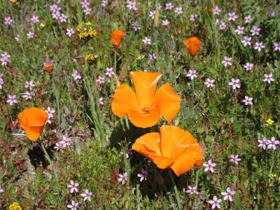 SUPERBLOOM! Flowers Everywhere, Guest Post by Gretchen Woelfle