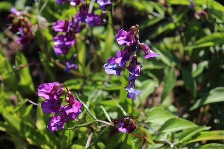 Garden Bloggers Bloom Day