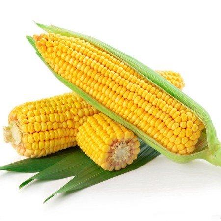 Can Dogs Eat Corn – Is It Healthy for Pups?
