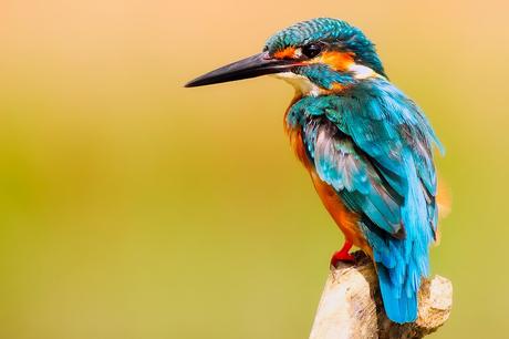 Kingfisher, Bird, Wildlife, Macro, Closeup, Portrait