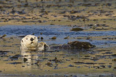 Sea Creatures Store Carbon In The Ocean – Could Protecting Them Help Slow Climate Change? A sea otter rests in a kelp forest off California. By feeding on sea urchins, which eat kelp, otters help kelp forests spread and store carbon
