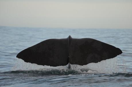 A sperm whale goes down for a dive off Kaikoura, New Zealand.