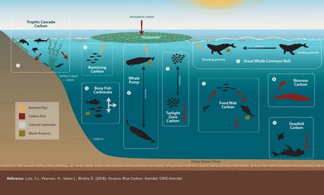 Sea Creatures Store Carbon In The Ocean – Could Protecting Them Help Slow Climate Change? Scientists have identified nine mechanisms through which marine vertebrates play roles in the oceanic carbon cycle
