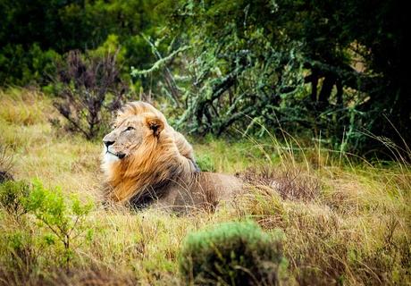 10 Amazing Tips for Wildlife Photography