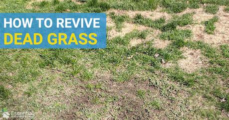How To Revive Dead Grass