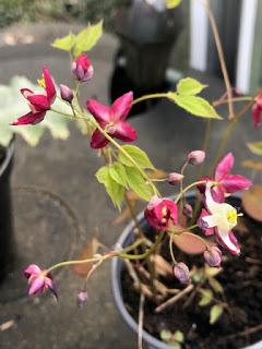 There has been plant buying