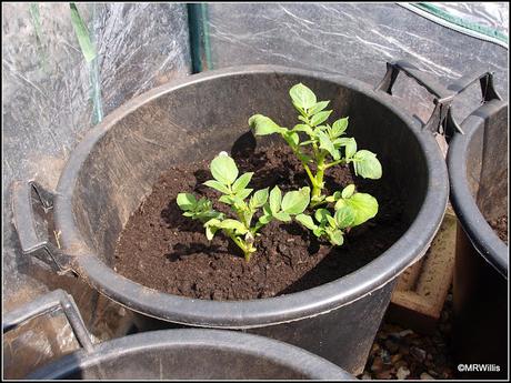 Protected potatoes pushing up powerfully!