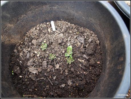 Protected potatoes pushing up powerfully!