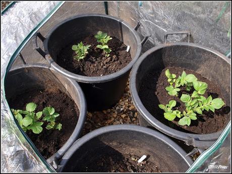 Protected potatoes pushing up powerfully!