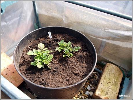 Protected potatoes pushing up powerfully!