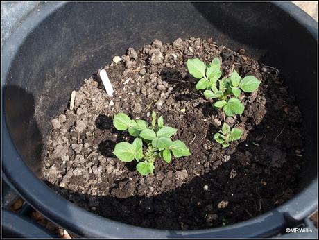 Protected potatoes pushing up powerfully!