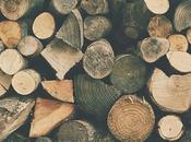 Your Guide Sustainable Wood