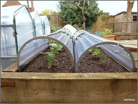 Staking the Broad Beans