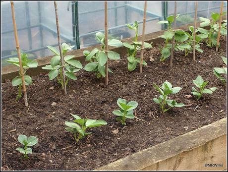 Staking the Broad Beans