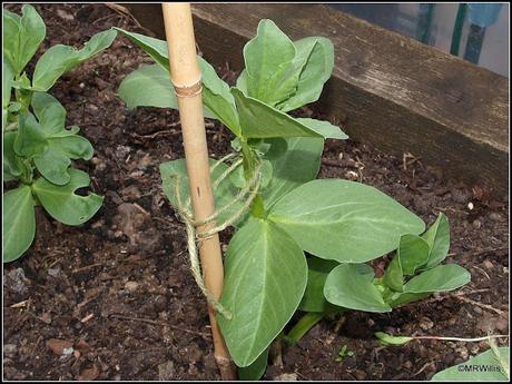 Staking the Broad Beans