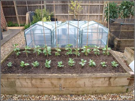 Staking the Broad Beans