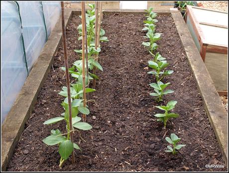 Staking the Broad Beans