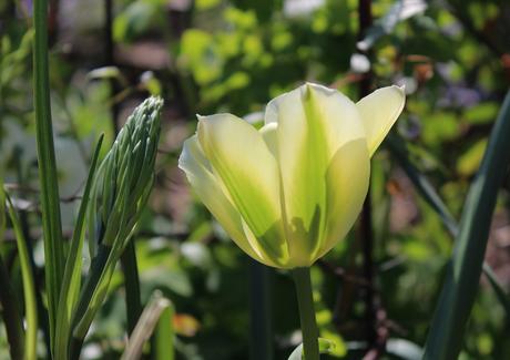 Six on Saturday 20th April – Tulips